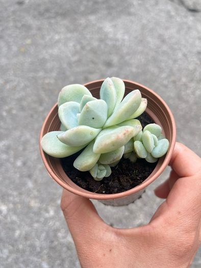 plant