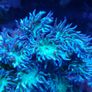 Duncan corals LPS Image 2