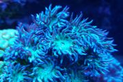 Duncan corals LPS