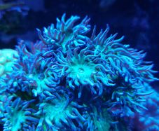 Duncan corals LPS