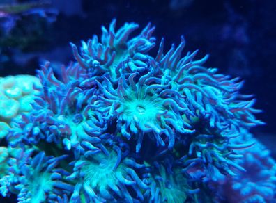 Duncan corals LPS