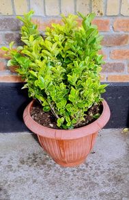 Garden Plant Euonymus Japonicus Aureus