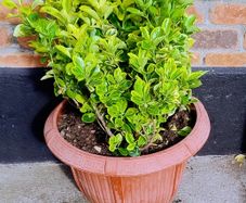 Garden Plant Euonymus Japonicus Aureus