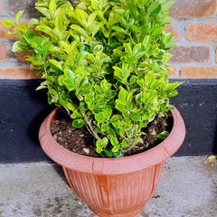 Garden Plant Euonymus Japonicus Aureus