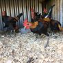 Modern game birds Image 8