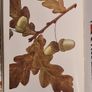 .The Observers Book Of TRRES & shrubs Of The British ISLES. 240 PAGES POCKET SIZE. Image 5