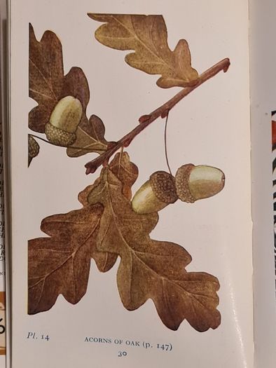 .The Observers Book Of TRRES & shrubs Of The British ISLES. 240 PAGES POCKET SIZE.