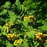 Large Potted Trees 8 to 12 feet tall Image 2