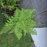 2 outdoor ferns Image 3