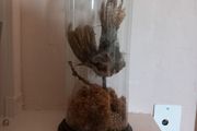 Taxidermied bird in glass dome