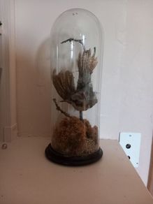 Taxidermied bird in glass dome