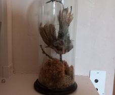Taxidermied bird in glass dome