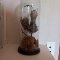 Taxidermied bird in glass dome