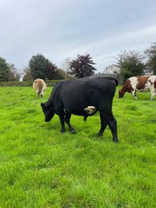 Angus teaser bull