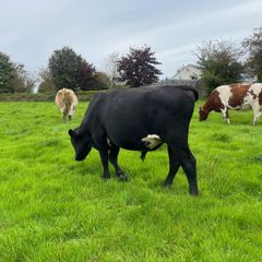 Angus teaser bull