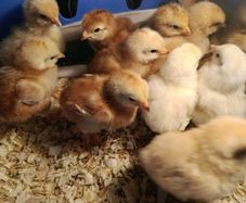 Day old chicks