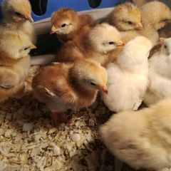 Day old chicks
