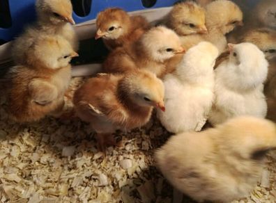 Day old chicks