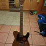 Fender squire affinity Telecaster Image 2