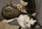 kitten and cat