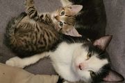 kitten and cat