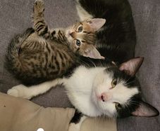 kitten and cat