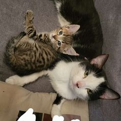 kitten and cat
