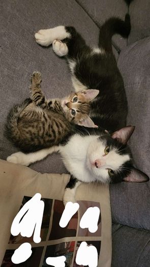kitten and cat