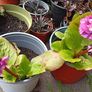 bergenia Image 2