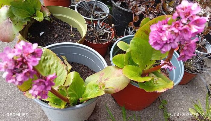 bergenia