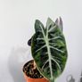 Alocasia Pink Dragon Plant Image 4