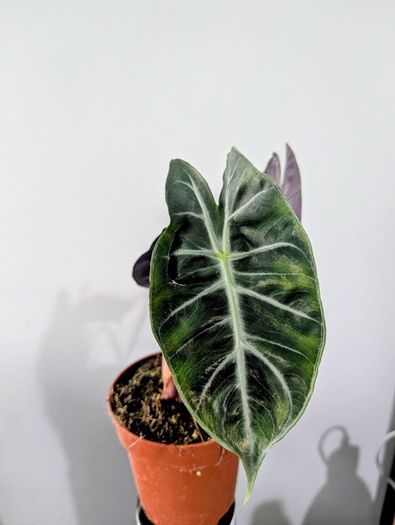 Alocasia Pink Dragon Plant
