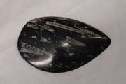 orthoceras fossil