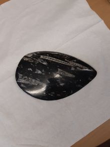 orthoceras fossil