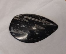 orthoceras fossil