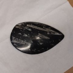 orthoceras fossil