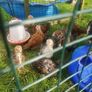 chicks Image 3