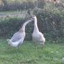 Chinese geese pair. Image 7