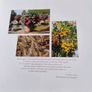 Mirrors of Paradise the Gardens of Fernando Caruncho by Guy Cooper and Gordon Taylor 2000 first edition hardback with dustcover in very good condition FREE STANDARD POSTAGE INCLUDED Image 7
