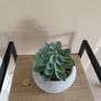 Fake Succulent Plant Image 2