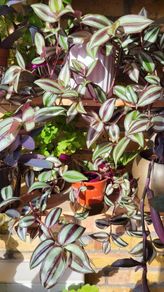 House plants
