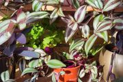 House plants