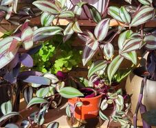 House plants