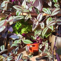 House plants