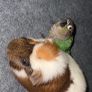 . Free Guinea Pig to a Good Home! (Carrigtwohill, Co. Cork)Due to moving, we are looking for a loving family for our wonderful and low-maintenance pet.About Teddy:Age: 1 year and 1 month old (young and healthy boy).Temperament: Very calm, quiet, and gentl Image 2