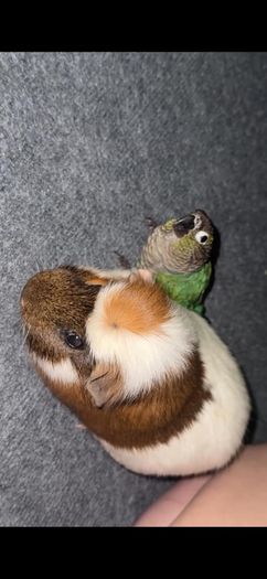 . Free Guinea Pig to a Good Home! (Carrigtwohill, Co. Cork)Due to moving, we are looking for a loving family for our wonderful and low-maintenance pet.About Teddy:Age: 1 year and 1 month old (young and healthy boy).Temperament: Very calm, quiet, and gentl