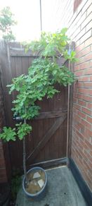 Mature Oak Tree in a Pot