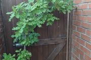 Mature Oak Tree in a Pot