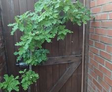 Mature Oak Tree in a Pot
