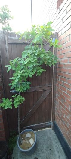 Mature Oak Tree in a Pot
